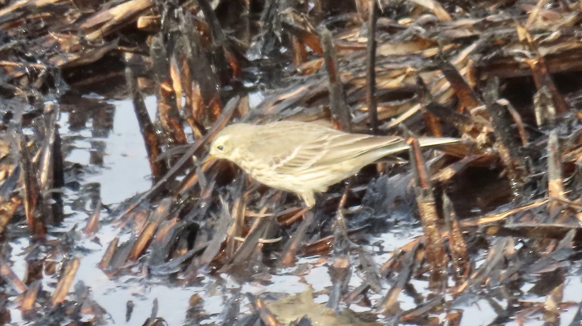 American Pipit - Susan Talburt