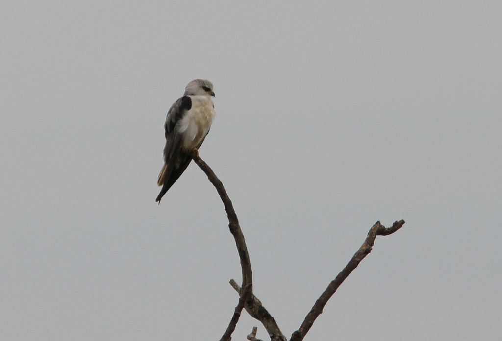 Black-winged Kite - Petri Salakka