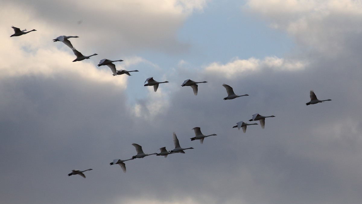 Tundra Swan - ML614604712