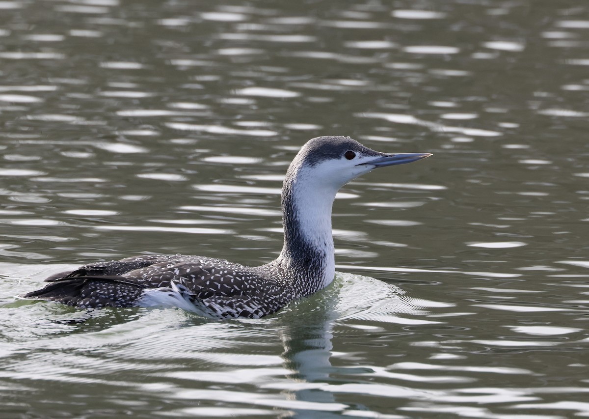 Red-throated Loon - Lee Anne Beausang