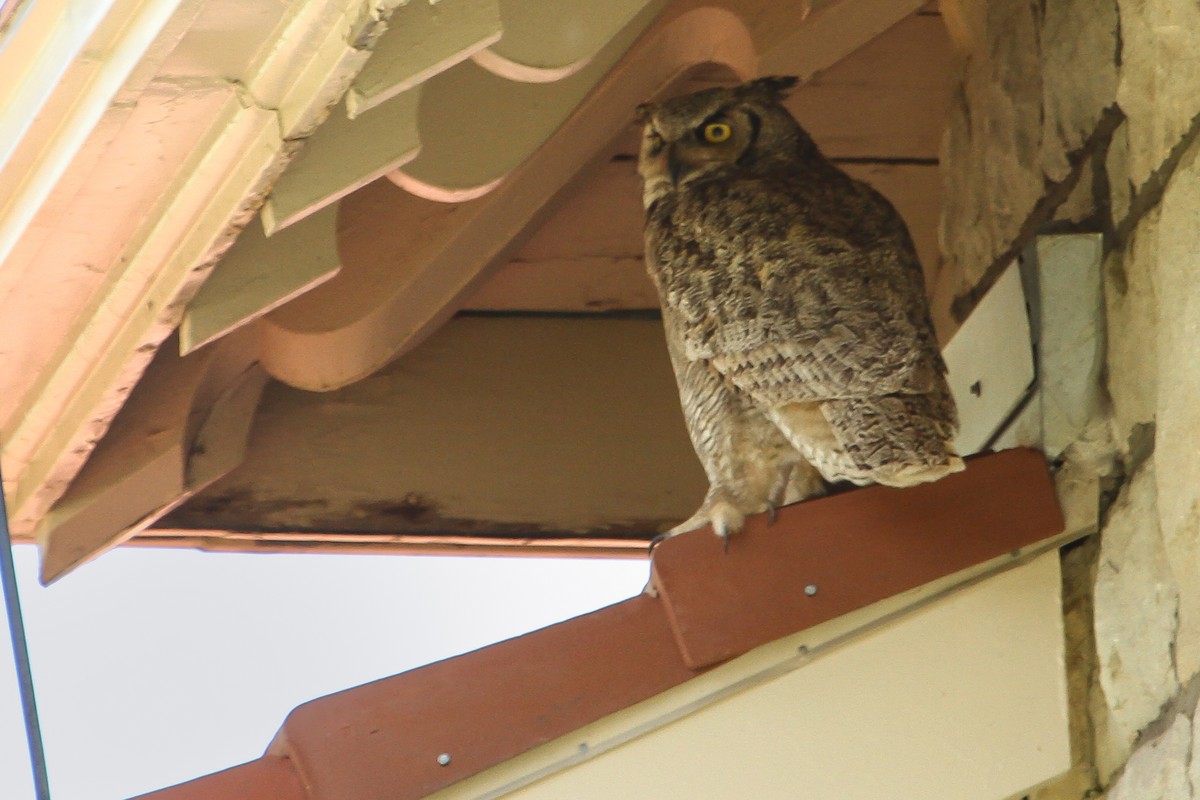 Great Horned Owl - ML614604761