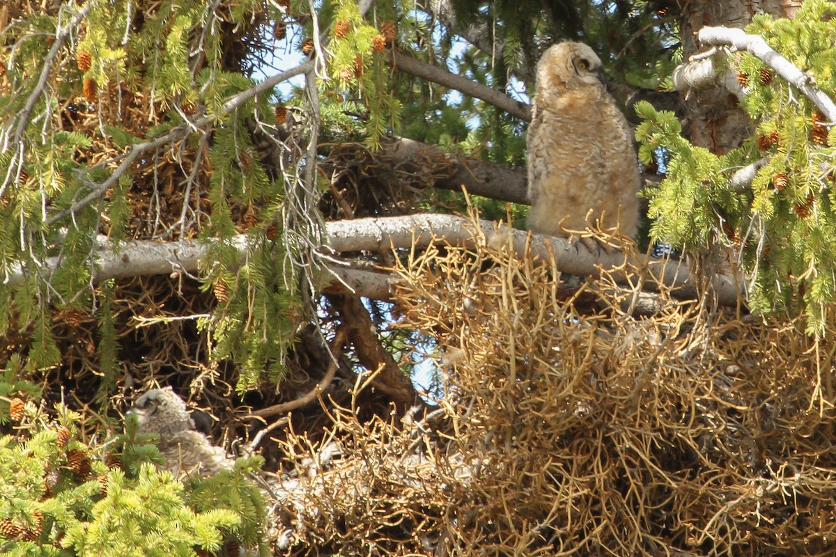 Great Horned Owl - ML614604762