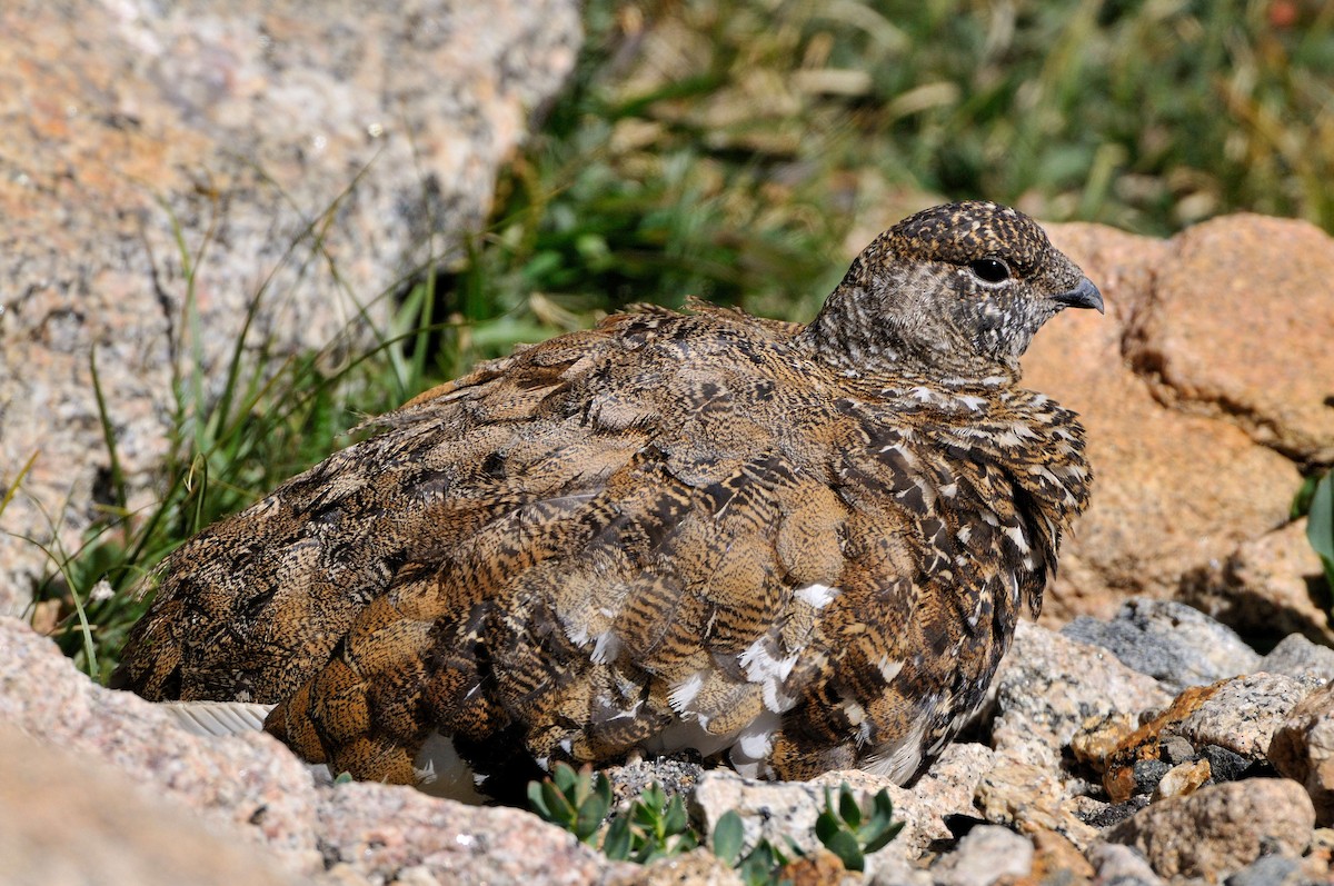 White-tailed Ptarmigan - Leslie Holzmann