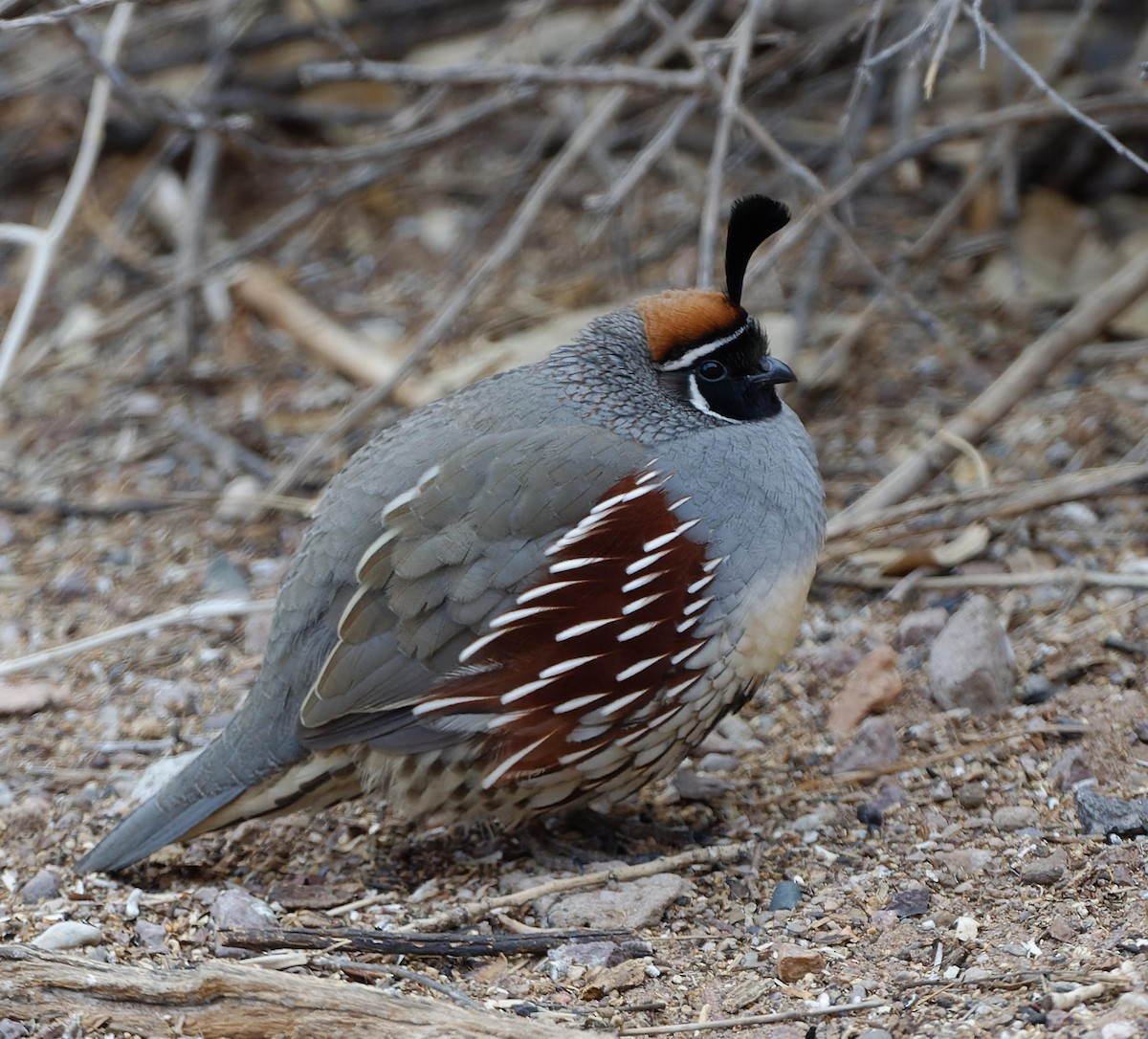 Gambel's Quail - ML614604865