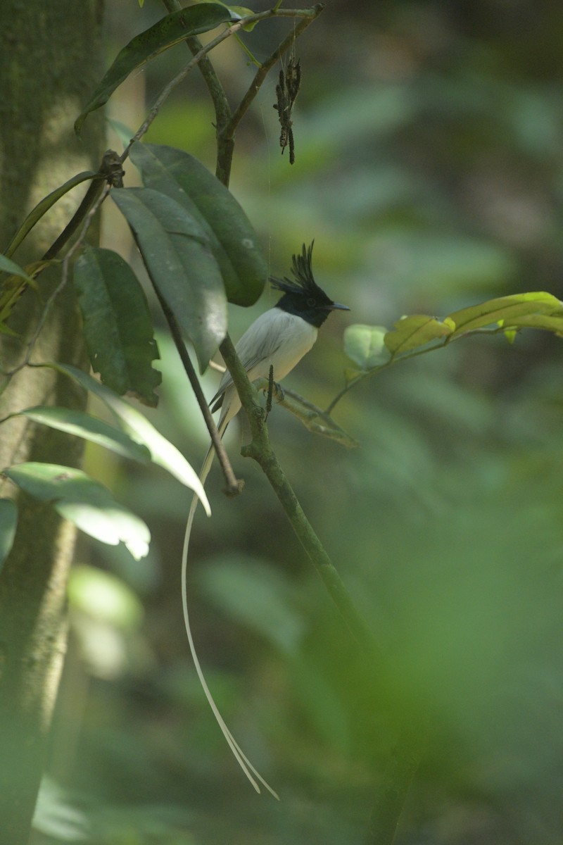 Indian Paradise-Flycatcher - kuldip Topo