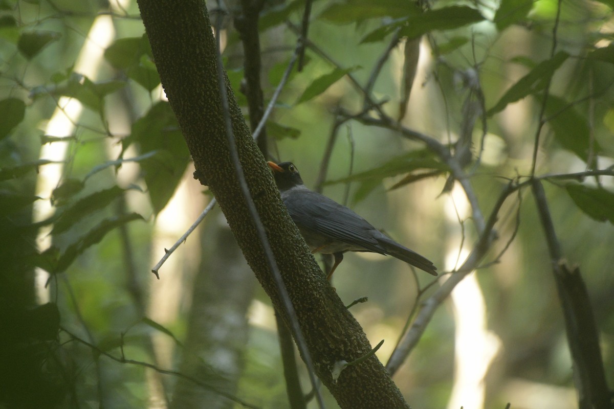 Indian Blackbird - ML614604879