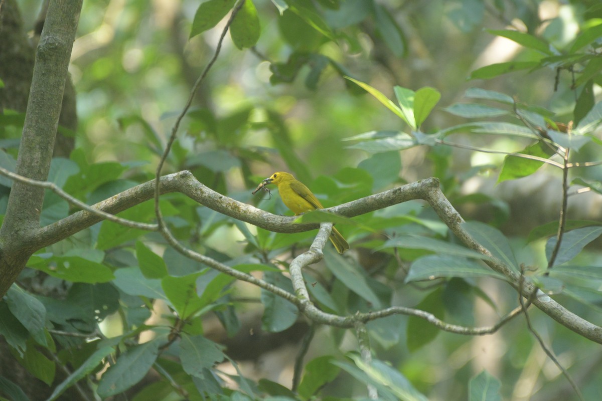 Yellow-browed Bulbul - ML614604890