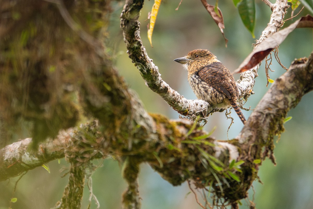 Western Striolated-Puffbird - ML614604896