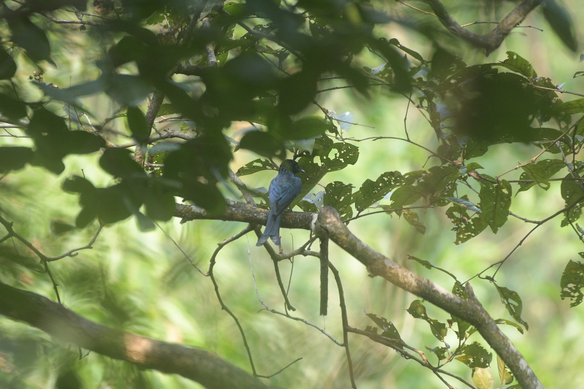 Bronzed Drongo - ML614604905