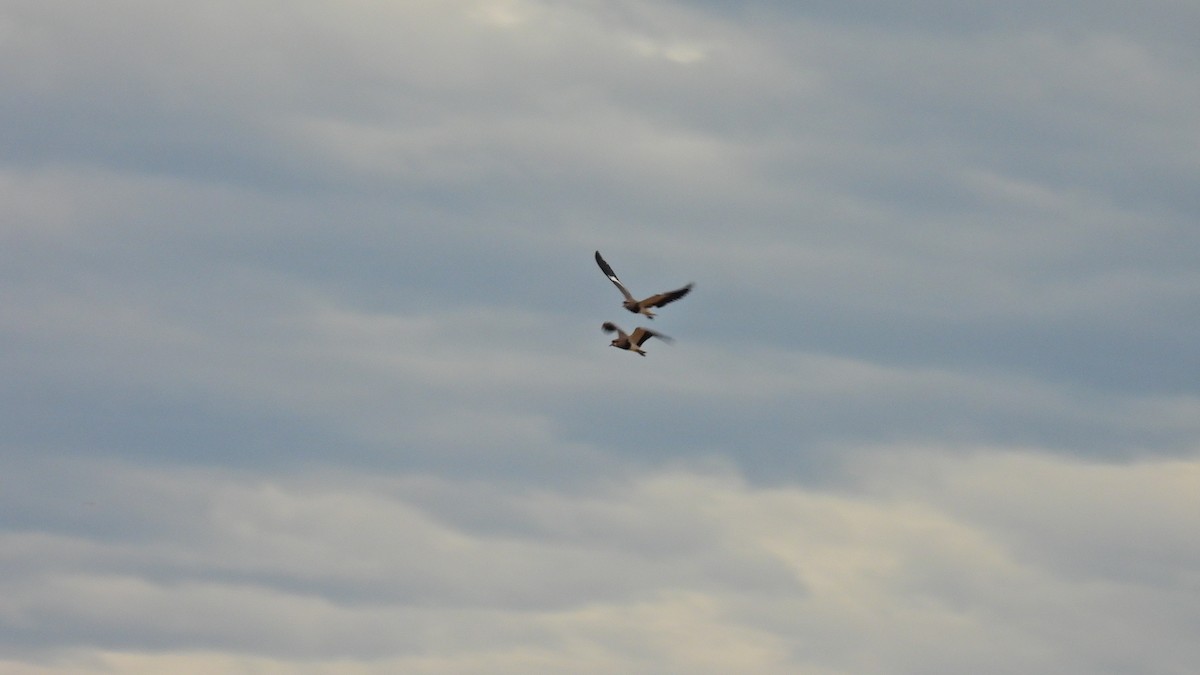 Southern Lapwing (chilensis/fretensis) - ML614604923