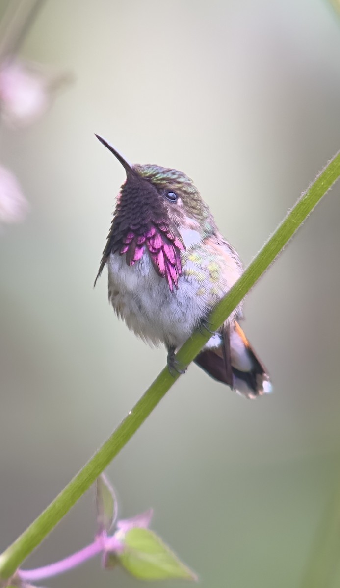 Wine-throated Hummingbird - William Orellana (Beaks and Peaks)