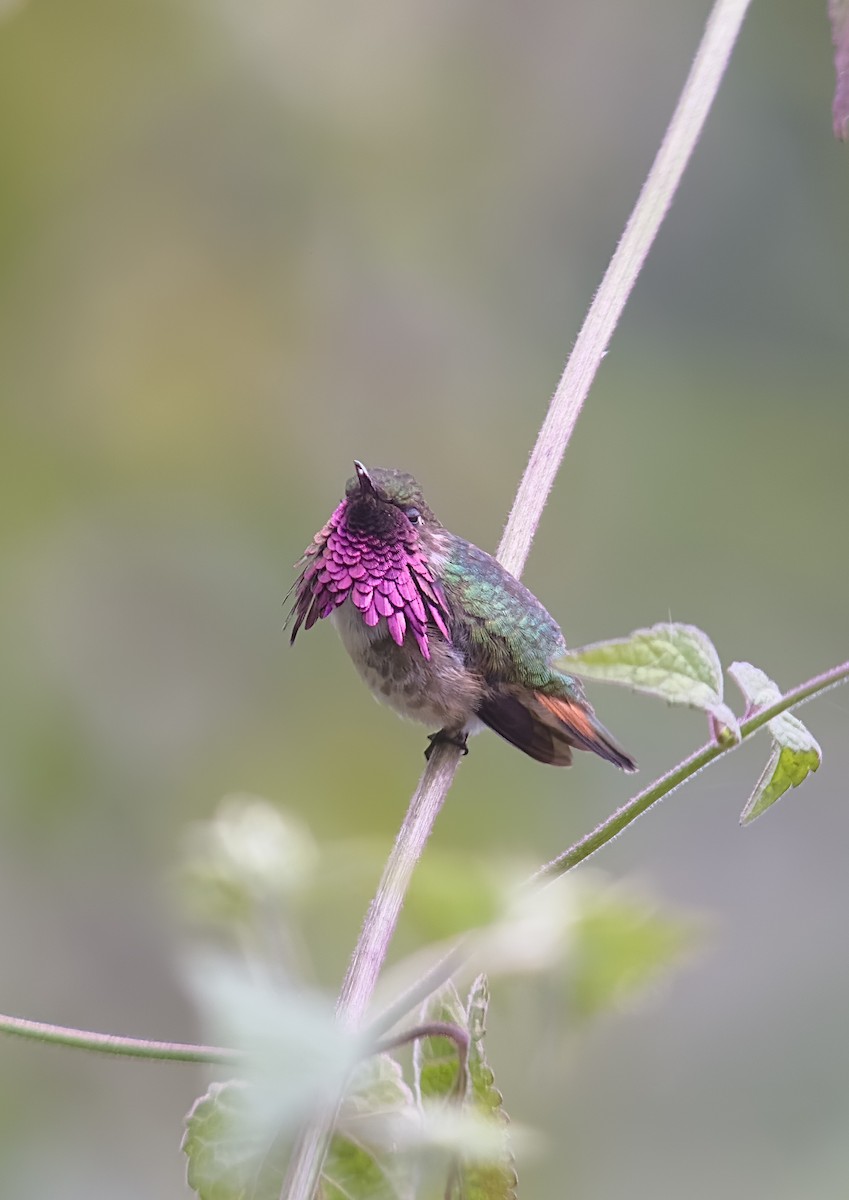 Wine-throated Hummingbird - ML614604994