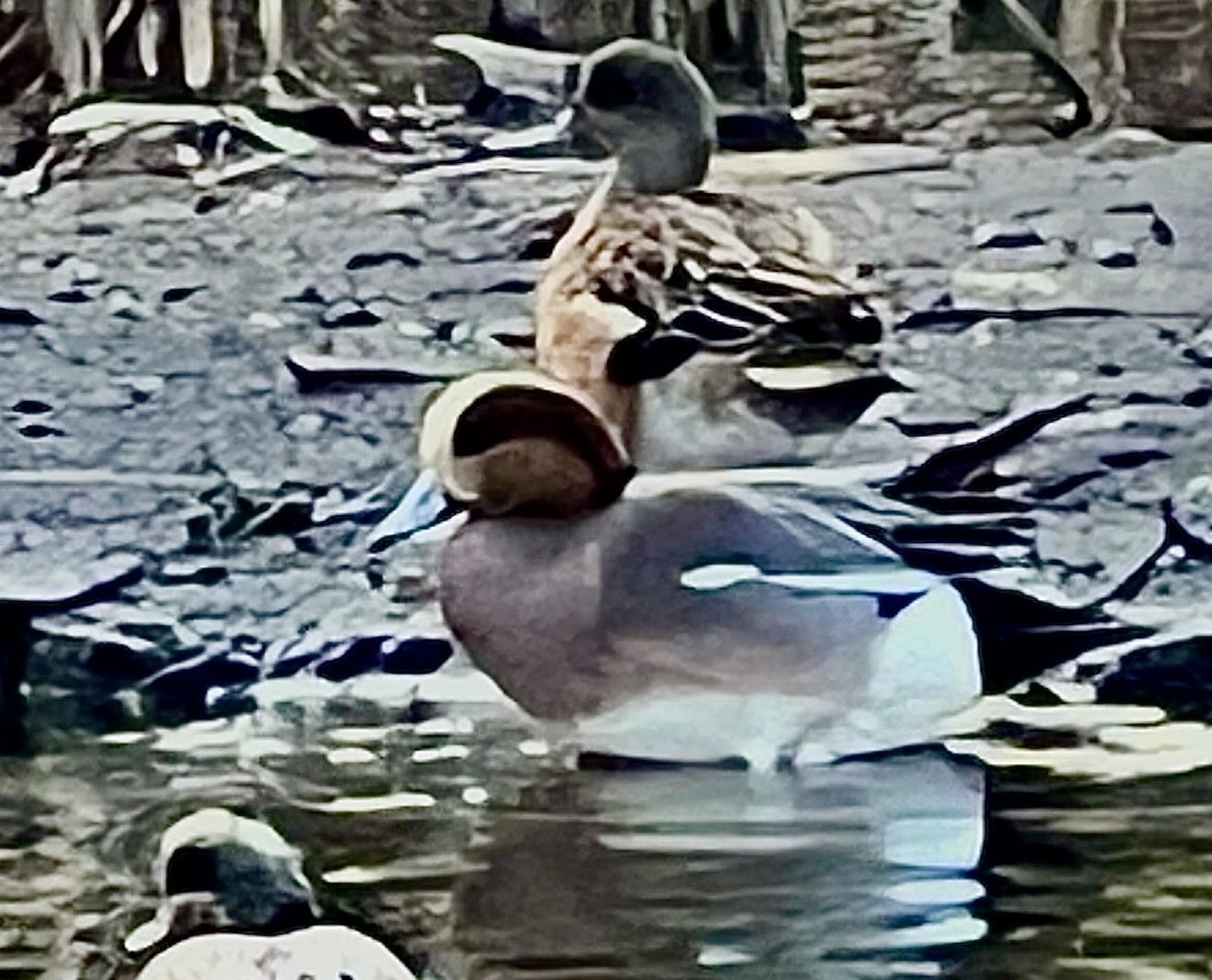 Eurasian x American Wigeon (hybrid) - ML614604999