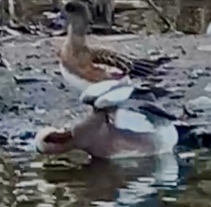 Eurasian x American Wigeon (hybrid) - ML614605001