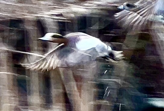 Eurasian x American Wigeon (hybrid) - ML614605002