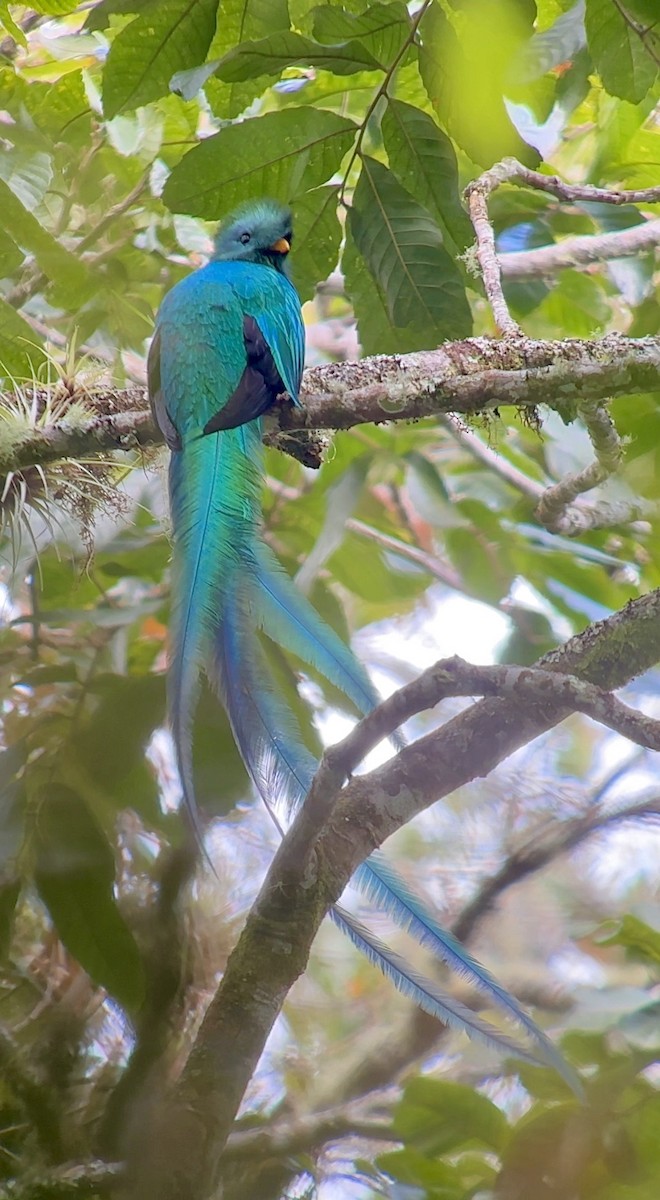 Resplendent Quetzal - ML614605005