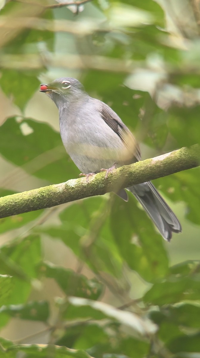 Slate-colored Solitaire - William Orellana (Beaks and Peaks)