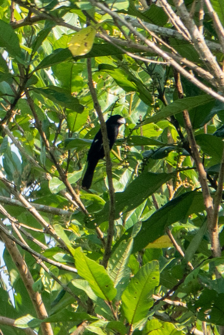 Large-billed Seed-Finch - ML614605103