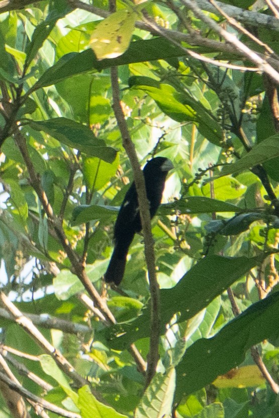 Large-billed Seed-Finch - ML614605105