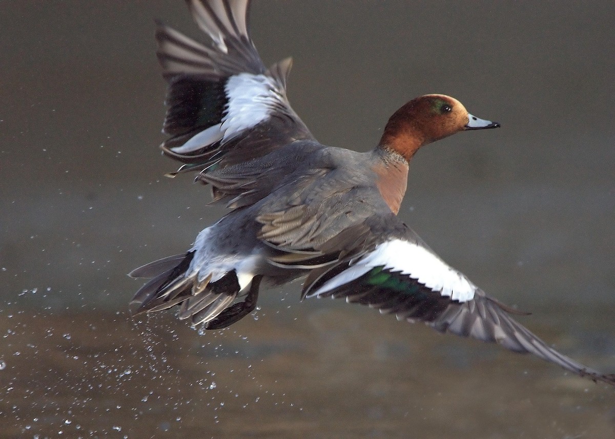 Eurasian Wigeon - ML614605115