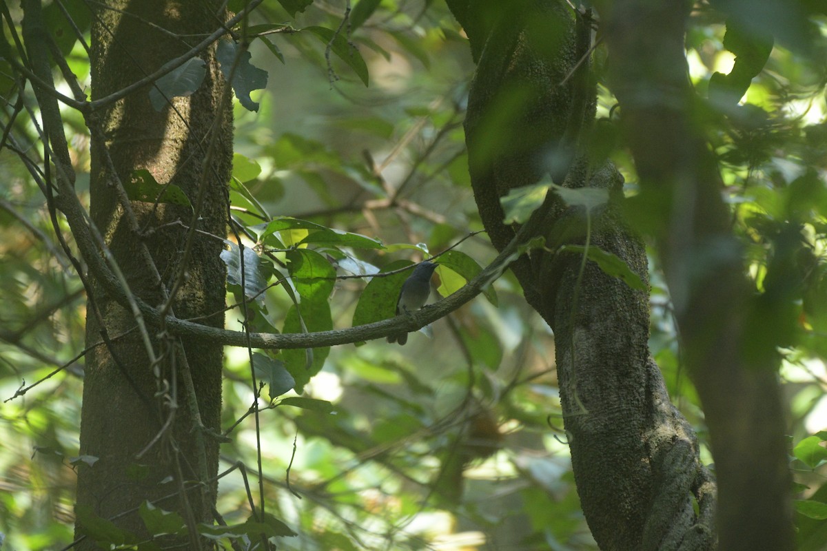 Black-naped Monarch - ML614605181