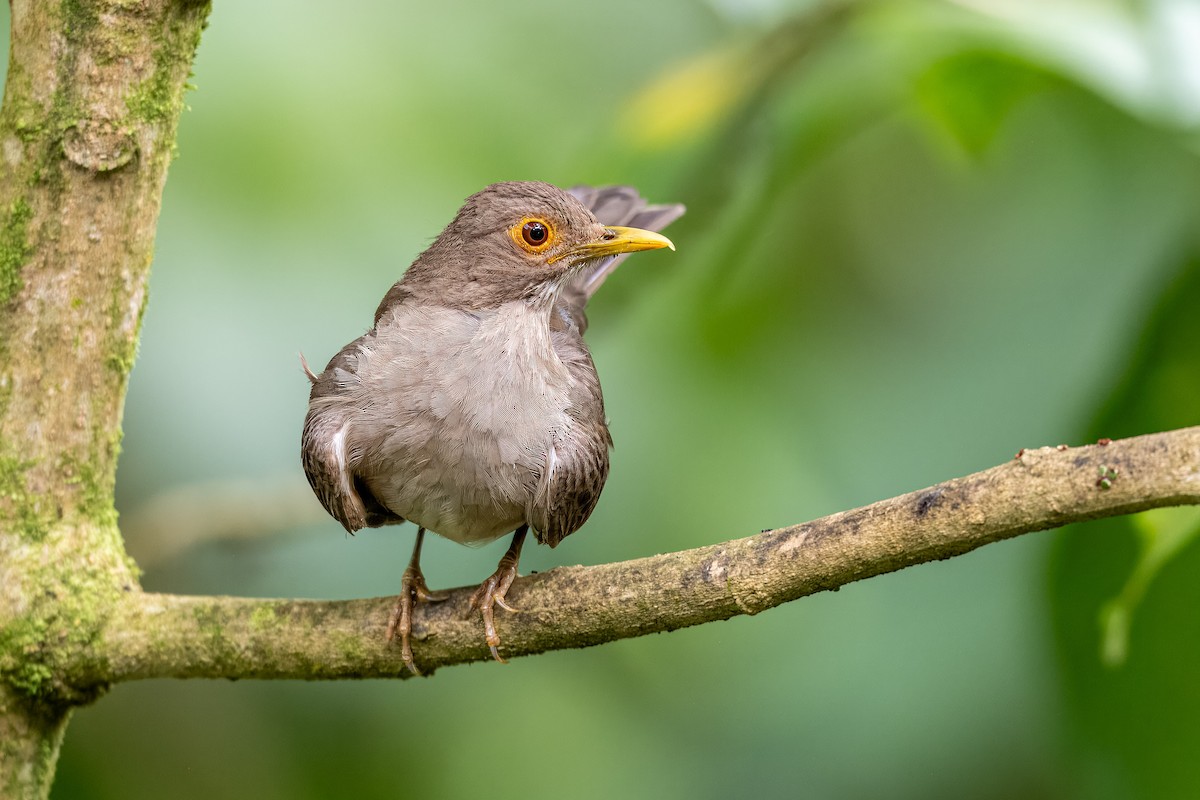 Ecuadorian Thrush - ML614605184