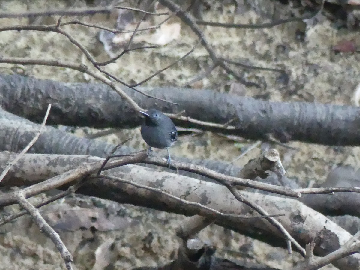 Black-chinned Antbird - ML614605206