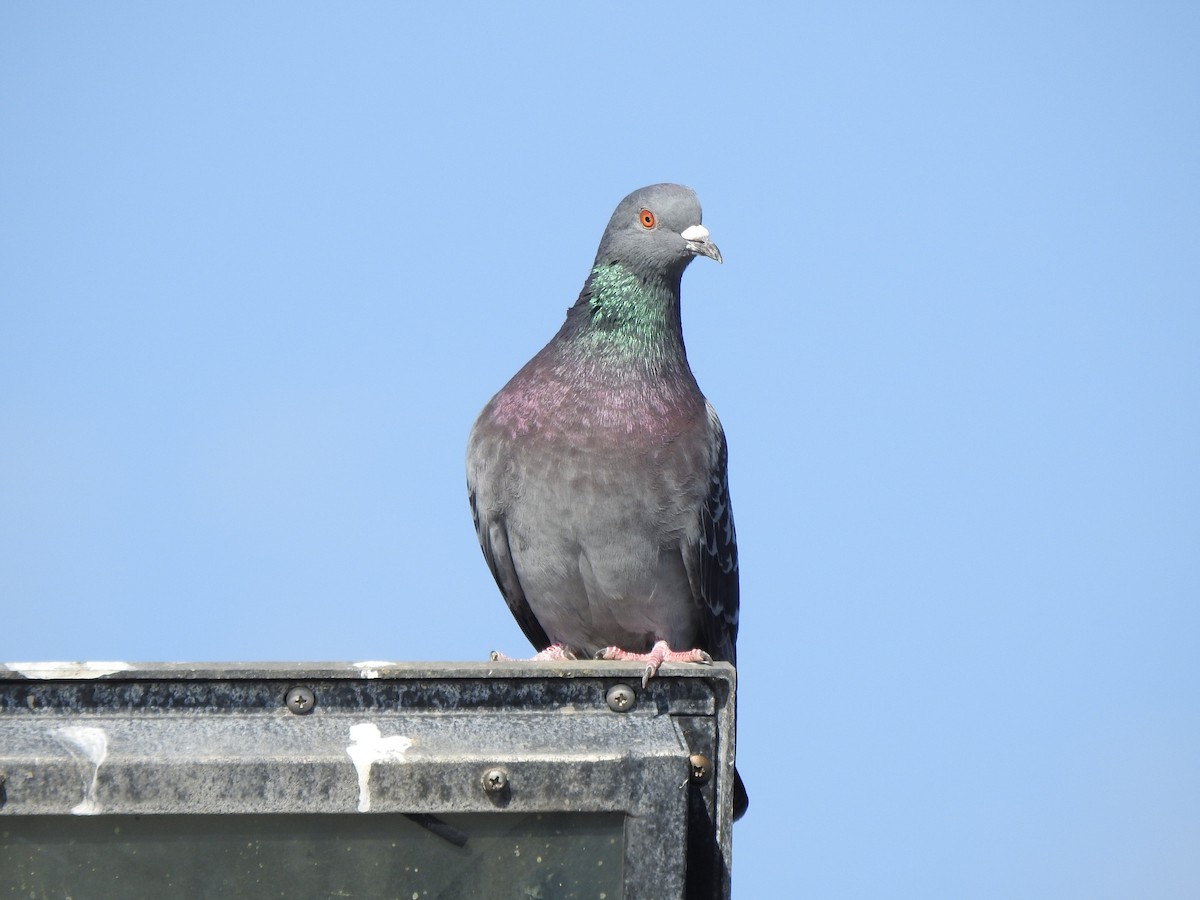 Rock Pigeon (Feral Pigeon) - ML614605232