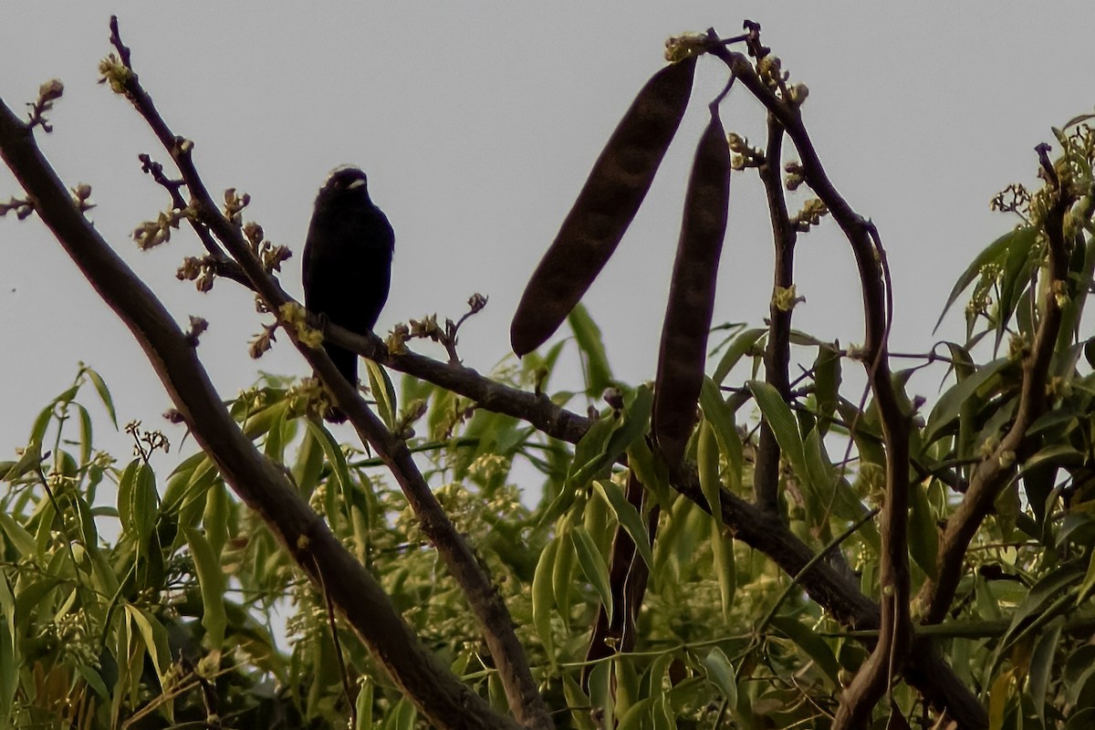 Gray-headed Nigrita - ML614605236