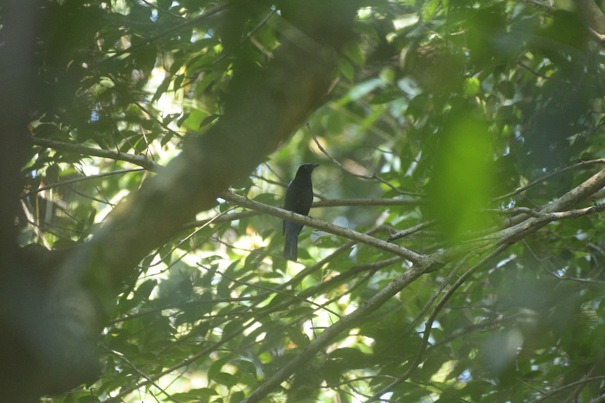 Asian Fairy-bluebird - ML614605289