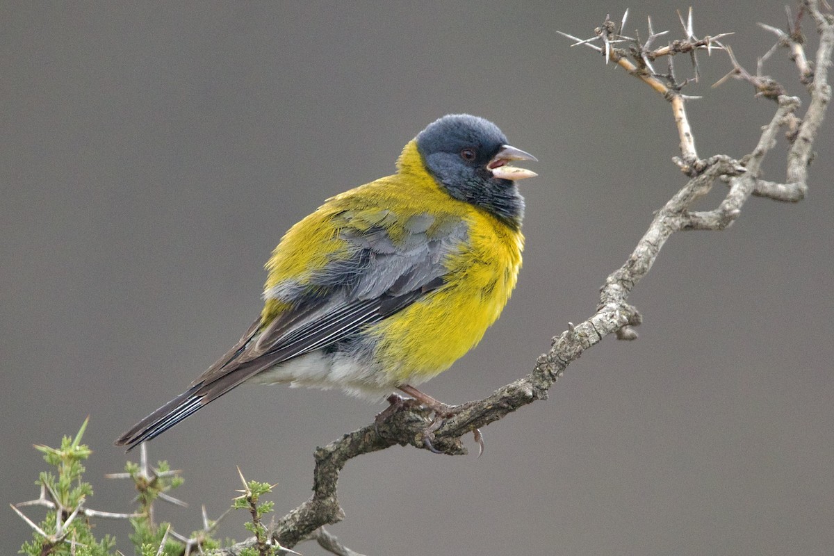 Gray-hooded Sierra Finch - ML614605347