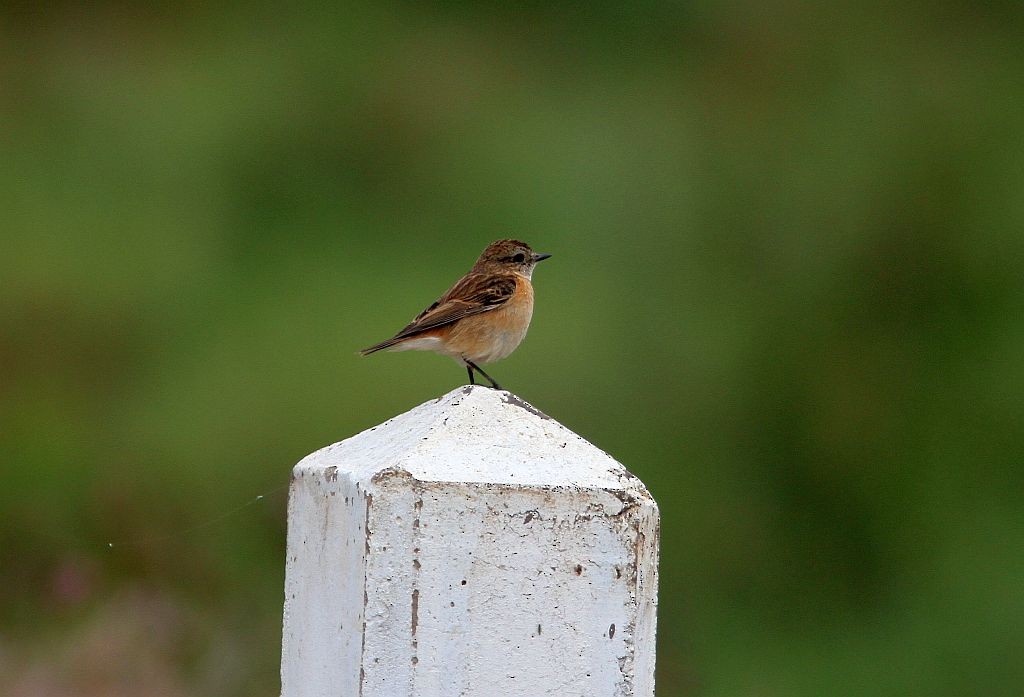 Amur Stonechat - Petri Salakka