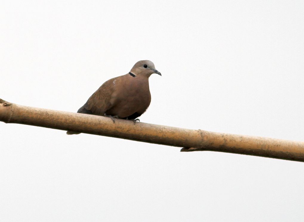 Red Collared-Dove - Petri Salakka