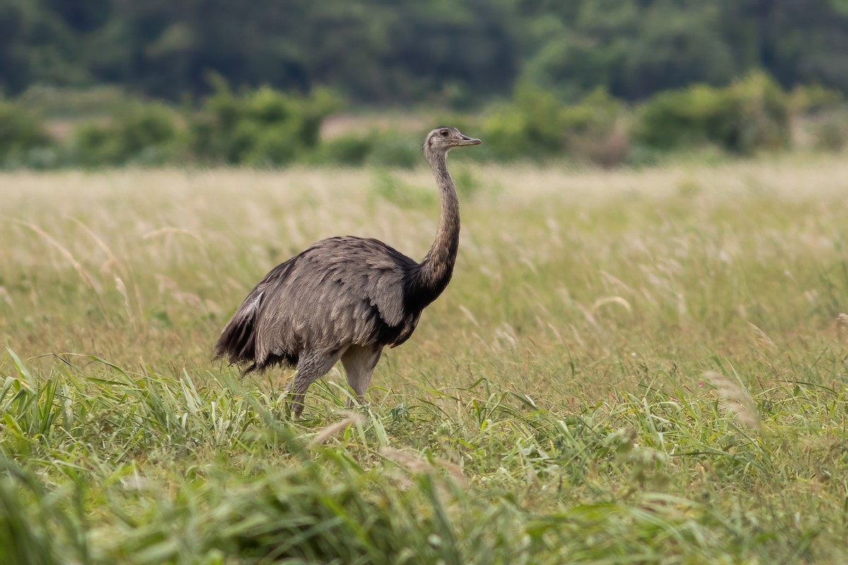 Greater Rhea - ML614605489