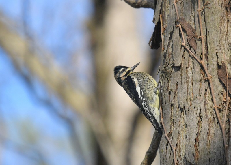 Yellow-bellied Sapsucker - ML614605493