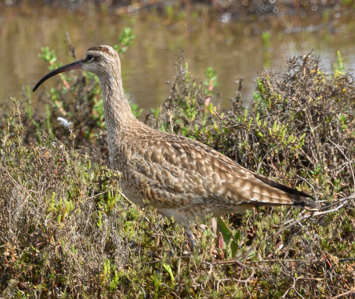 Whimbrel (Hudsonian) - ML614605501