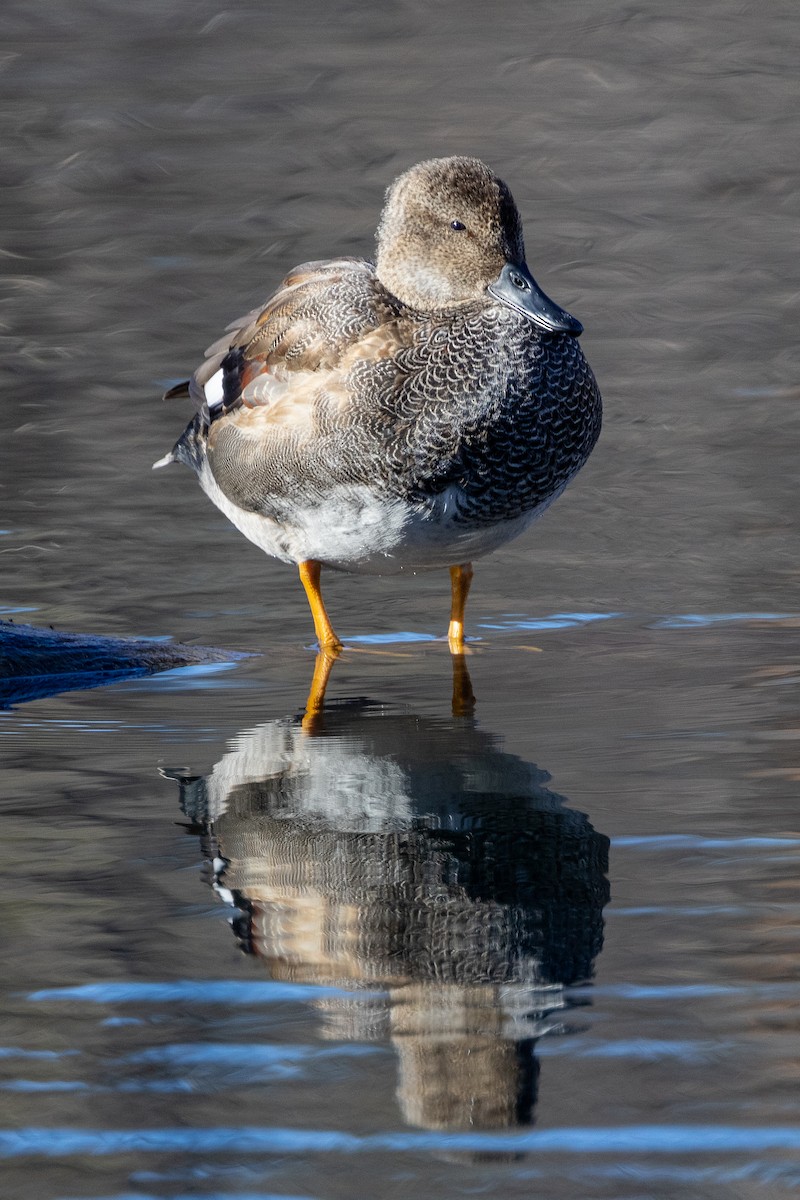 Gadwall - Richard Latuchie