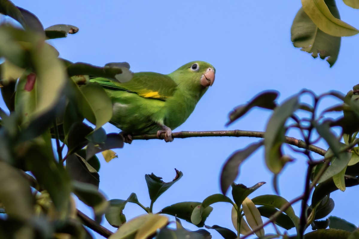 Yellow-chevroned Parakeet - ML614605552