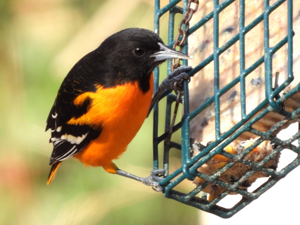 Baltimore Oriole - ML614605560
