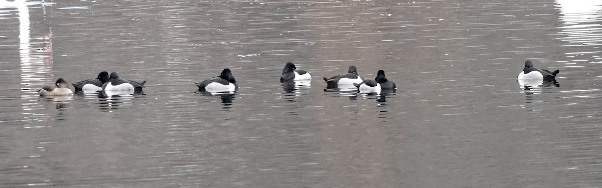 Ring-necked Duck - ML614605570