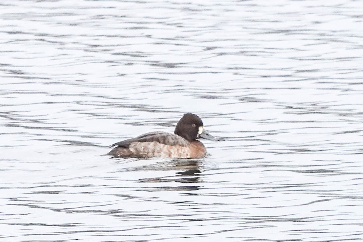 Lesser Scaup - ML614605576