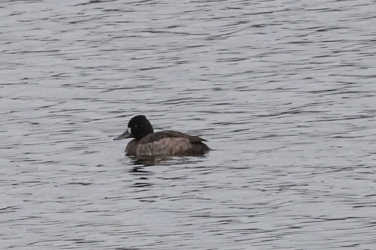 Lesser Scaup - ML614605607