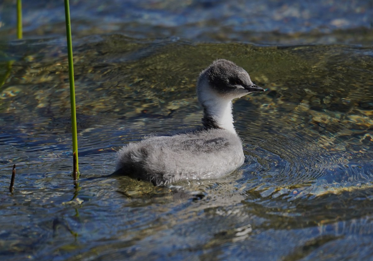 Silvery Grebe - ML614605652