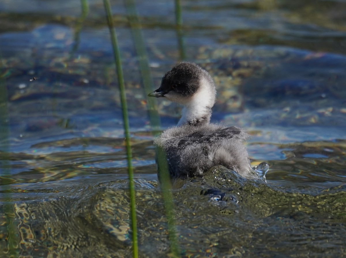 Silvery Grebe - ML614605663