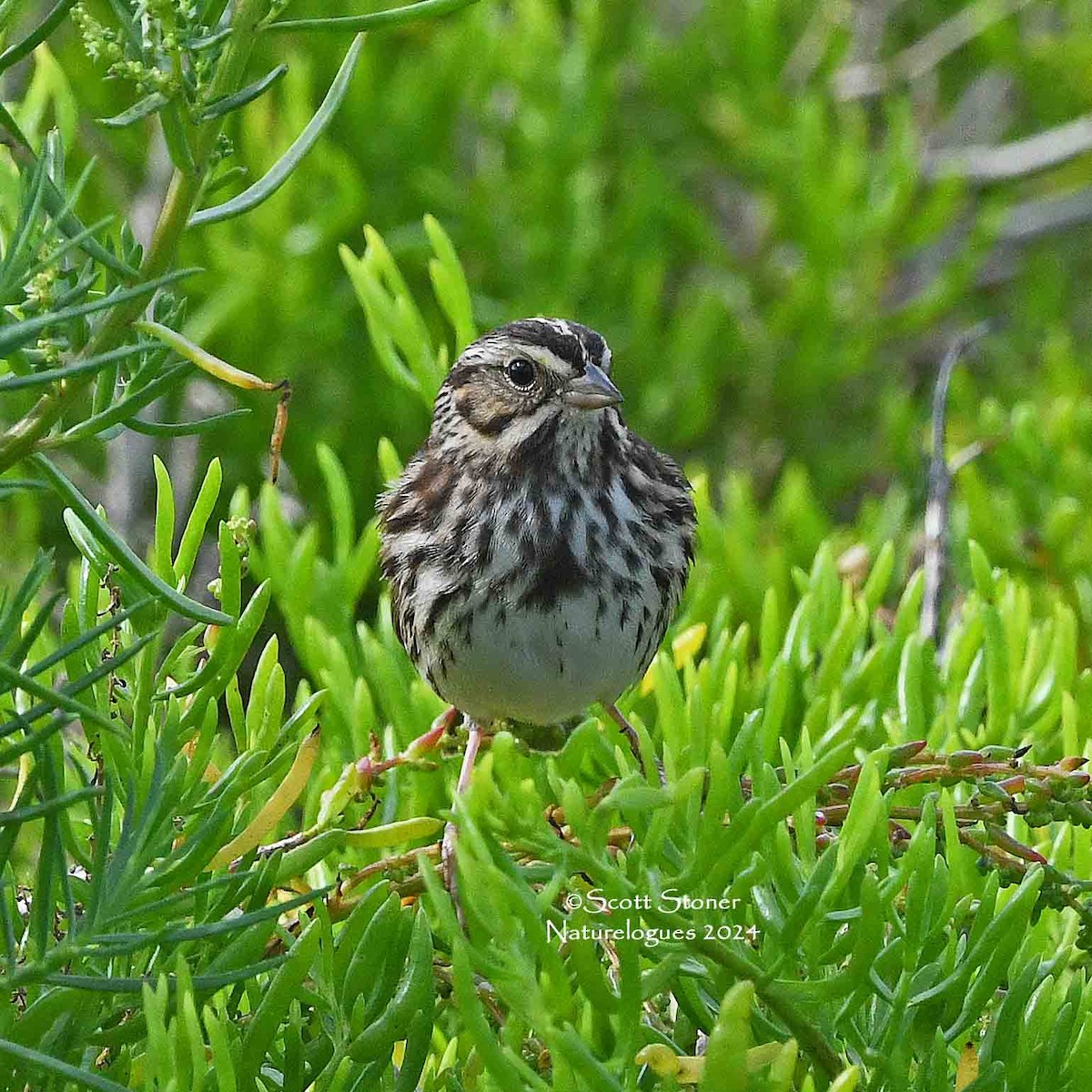 Savannah Sparrow - ML614605692