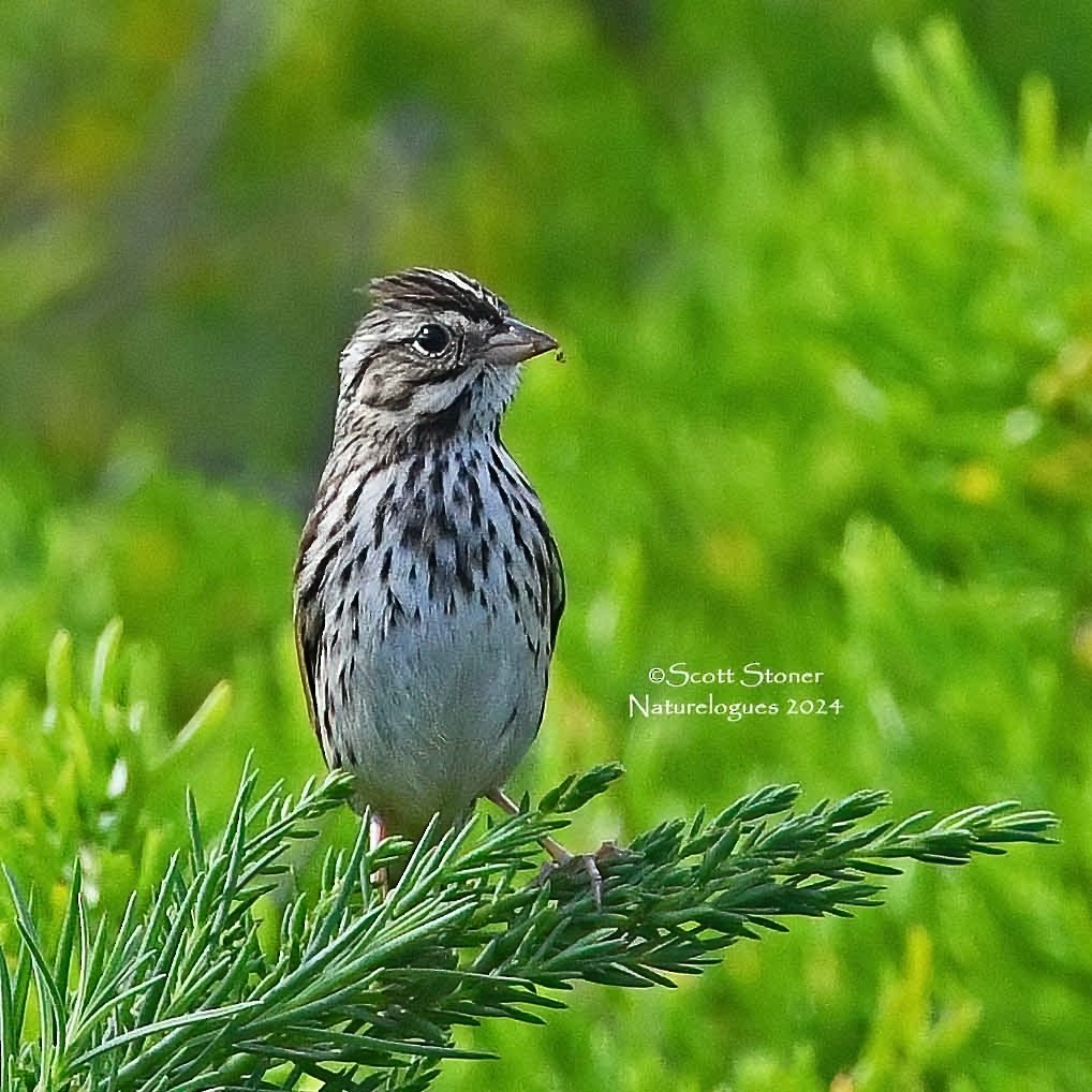 Savannah Sparrow - ML614605693