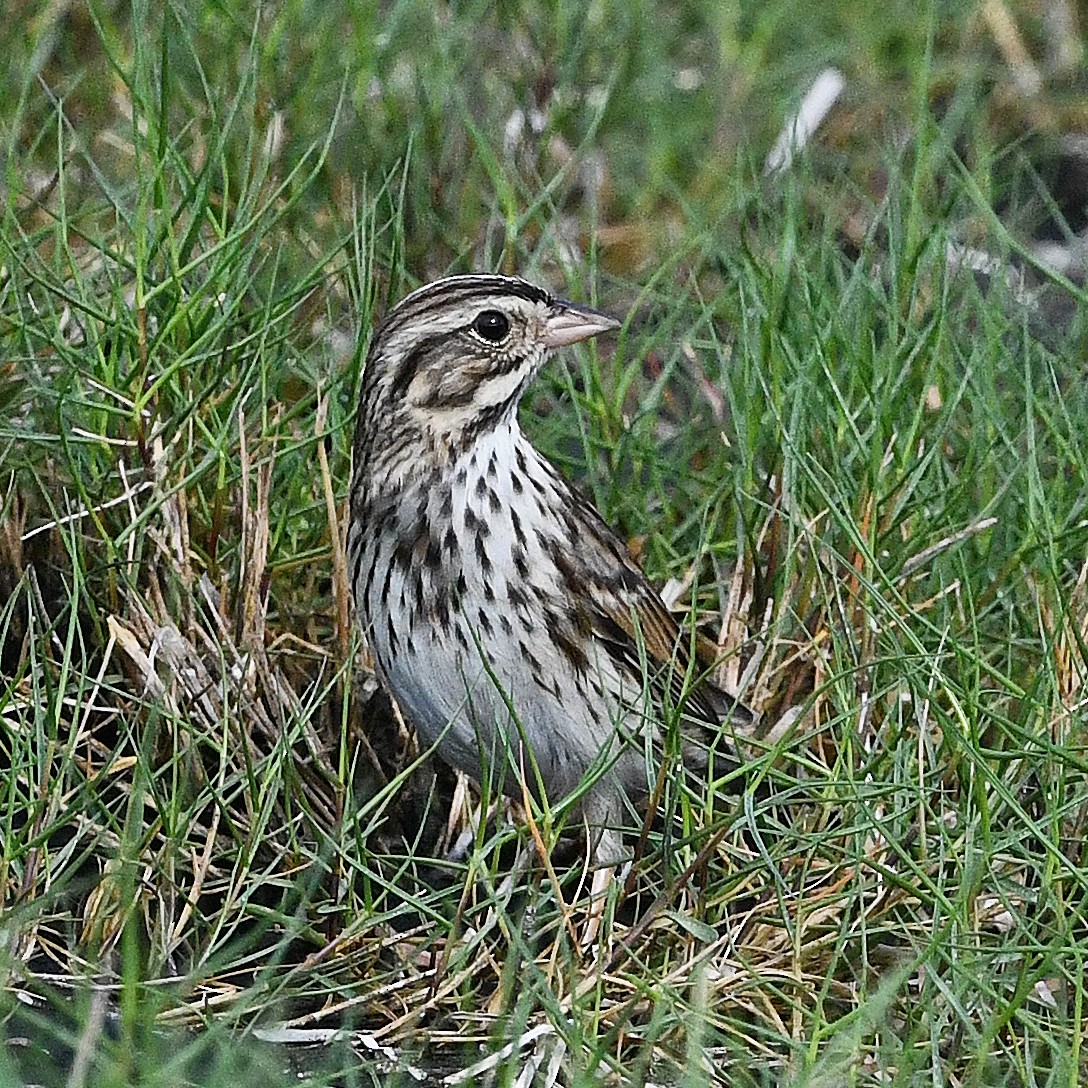 Savannah Sparrow - ML614605694