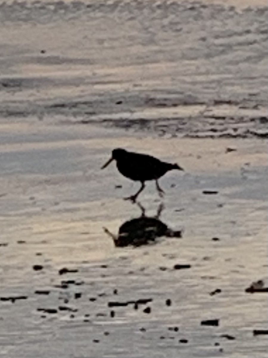 Variable Oystercatcher - Tom Endicott