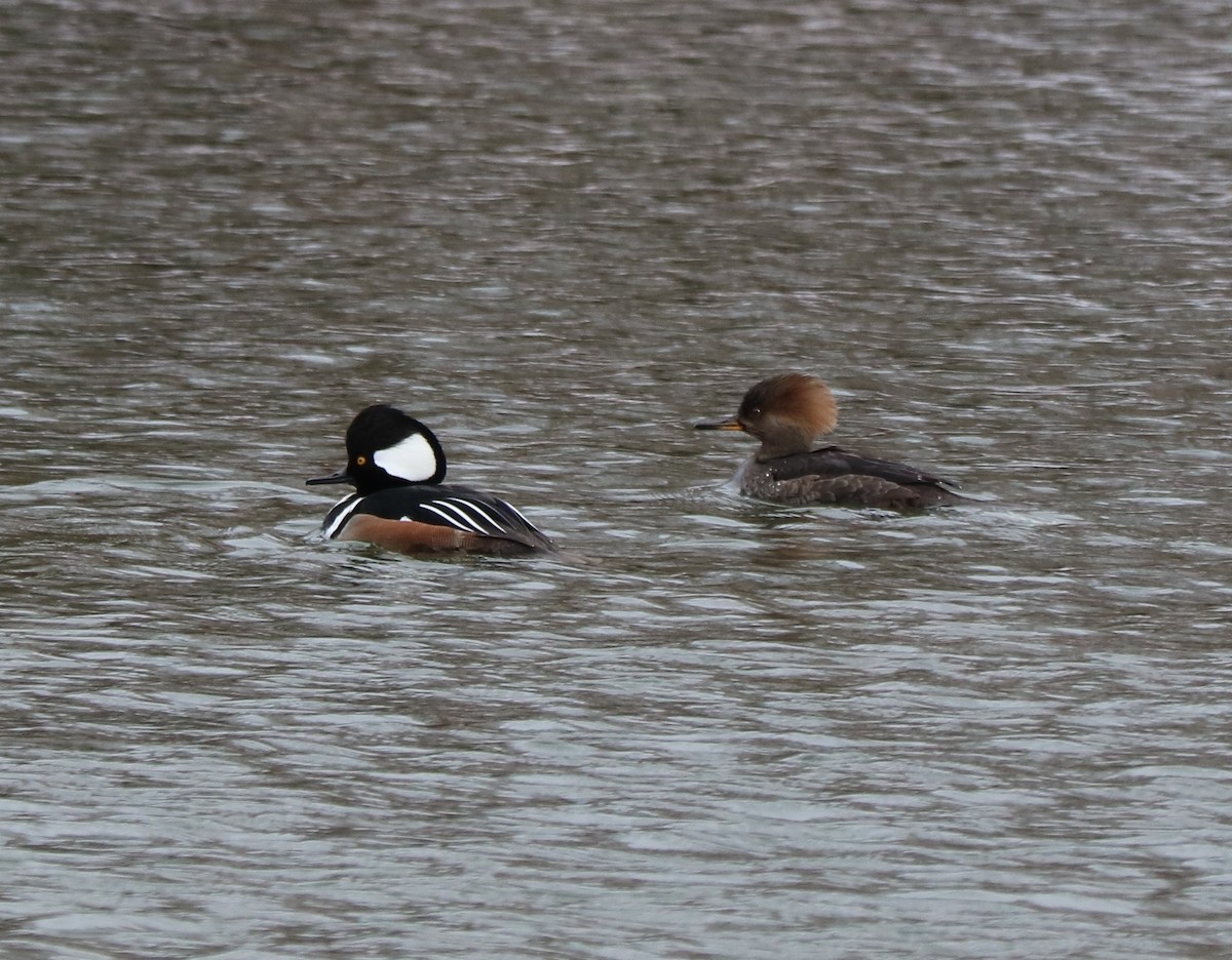 Hooded Merganser - ML614605736