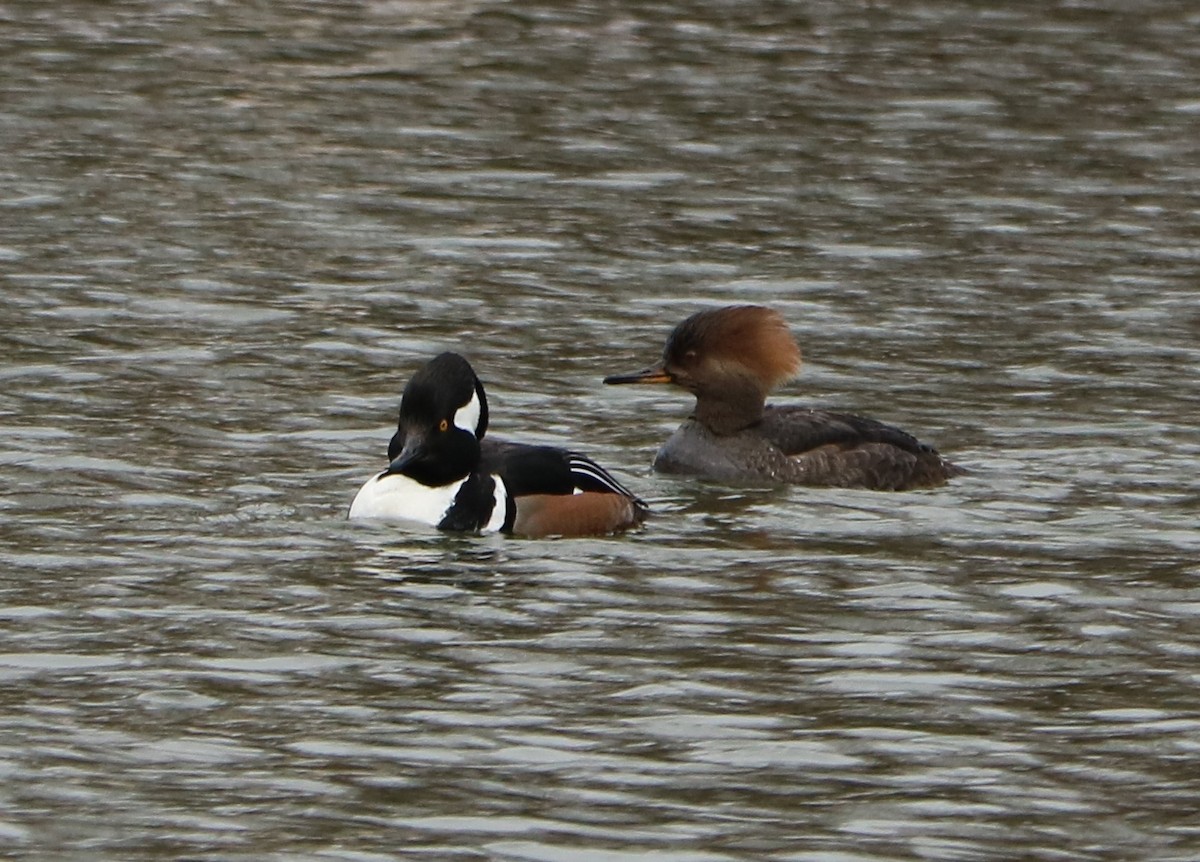 Hooded Merganser - ML614605737